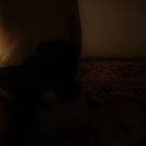 PENNYLANE24 PENNYLANE24